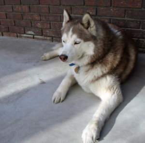 Husky siberiano