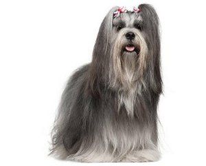 Lhasa Apso