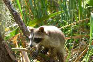 Mapaches, especie invasora