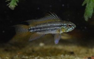 Pez ciclido subdamericano, Apistogramma bitaeniata