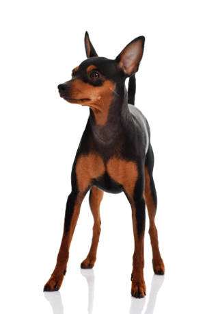 Pinscher