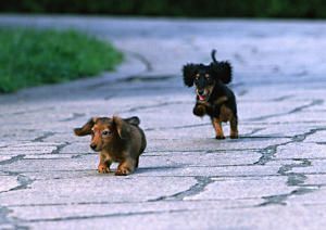 Planes preventivos, seguros mascotas, igualas veterinarias