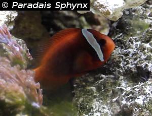 pez payaso tomate, Amphiprion frenatus, 