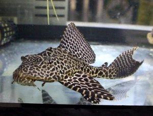 Pterygoplichthys gibbiceps, pleco mariposa