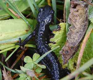 salamandra atra, salamandra alpina