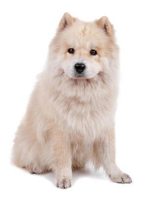 Samoyedo