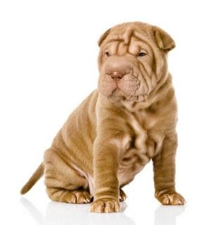 Shar pei