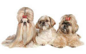 Shih tzu