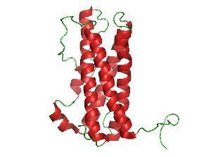 Sistema endocrino: glándula pituitaria