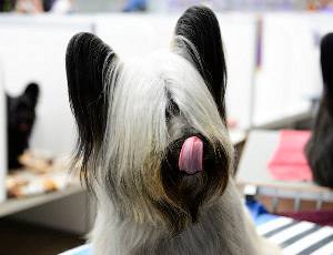 Perros: skye terrier