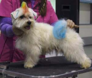 Técnicas peluquería canina, perros y gatos