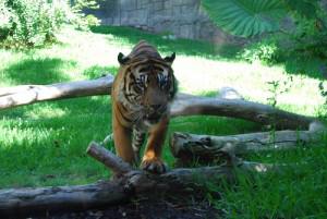 Tigre en posición de ataque