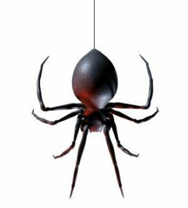 Viuda negra americana: características, hábitat y comportamiento
