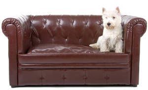 West Highland White Terrier o westie