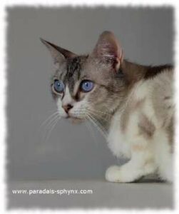 ¿Bebés  y gatos? Amigos… pero con cuidado