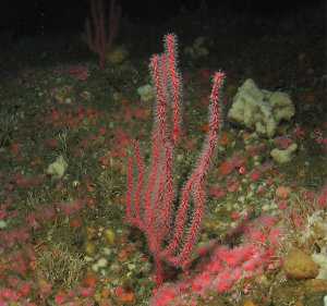 Cnidarios, Cnidaria, también denominados celentéreos o celenterados