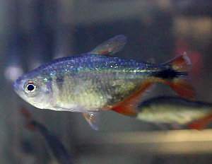 Hyphessobrycon anisitsi: tetra de Buenos Aires