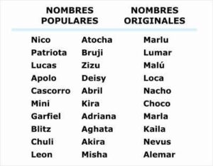 Interesantes historias de nombres de gatos