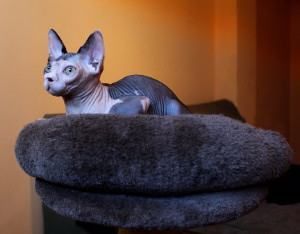 Casas para gatos, accesorios en tiendas de animales