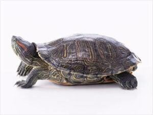 ¿Dónde viven los reptiles? su hábitat