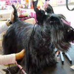 Scottish terrier: terrier escocés o Aberdeen terrier scottish-terrier