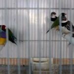 Tiendas de pájaros: hacer más fácil la vida de tu ave