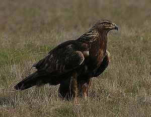 Águila real, Aquila chrysaetos