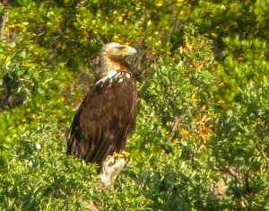 Águila imperial ibérica: Aquila adalberti