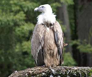 Buitre leonado, Gyps fulvus