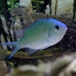 chromis-viridis