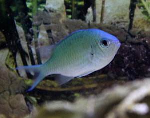 Chromis viridis, castañuela verde, pez damisela verde