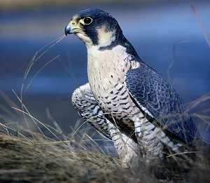 Halcón peregrino: Falco peregrinus