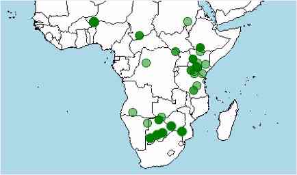 habitat-distribucion-jirafa-giraffa-camelopardalis