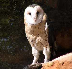 Lechuza: aves rapaces perteneciente a la familia Tytonidae