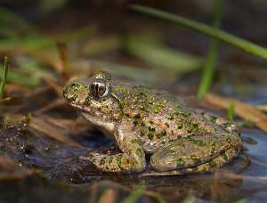 Pelodytes punctatus, sapillo moteado común