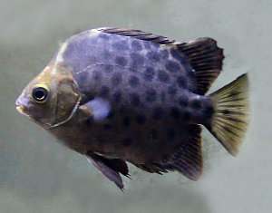 Scatophagus argus, pingo manchado, escatófago manchado