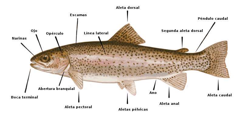 Anatomía de un pez, cabeza, cuerpo y tipos de aletas