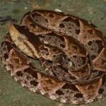 bothrops-asper