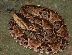 Bothrops asper, serpiente terciopelo