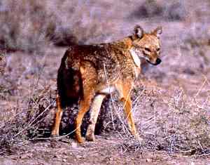 Chacal, Canis aureus