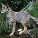 coyote-canis-latrans