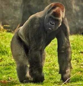 Gorila: gorilla gorilla y el popular Copito de Nieve