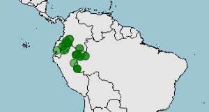 Hábitat, distribución de cebuella pygmaea, mono tití