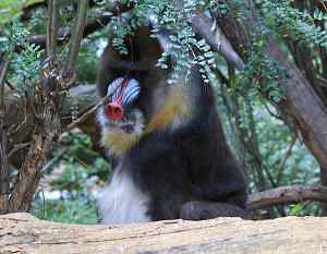 Mandril, Mandrillus sphinx