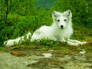 Zorro ártico, Vulpes lagopus: el zorro blanco o polar