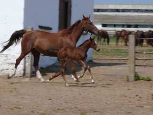 caballos, equus ferus