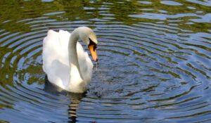 Cisne blanco, Cygnus olor