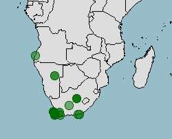 Hábitat y distribución de los pingüinos africanos, Spheniscus demersus