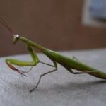 mantis-religiosa