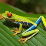 rana-ojos-rojos-agalychnis-callidryas